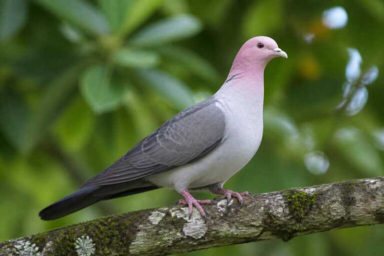 Image of a Pink-headed Imperial Pigeon in its natural habitat