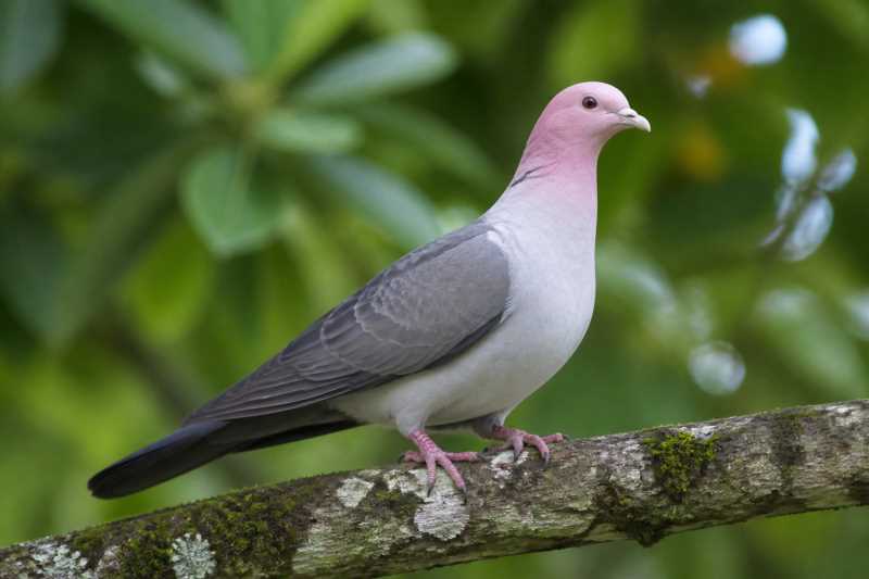 Image of a Pink-headed Imperial Pigeon in its natural habitat