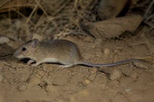 Image of a Piura Oldfield Mouse in its natural habitat