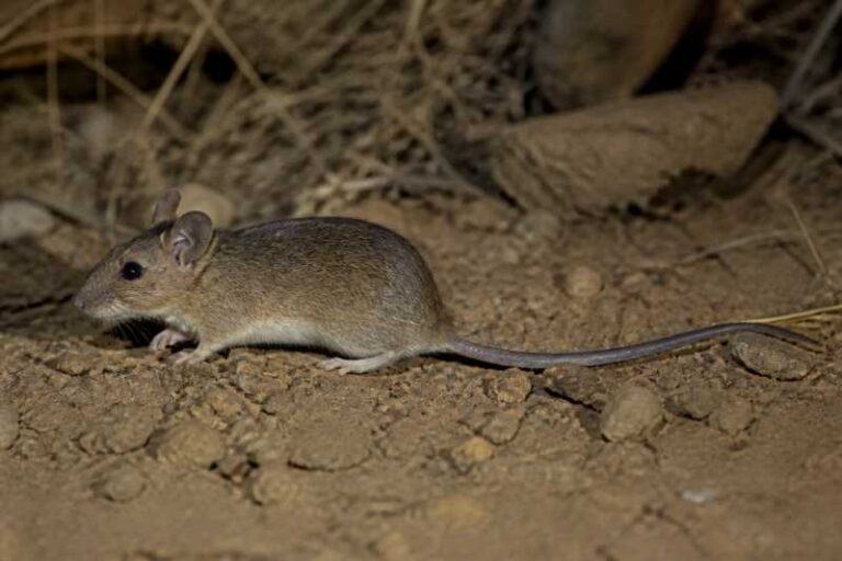 Image of a Piura Oldfield Mouse in its natural habitat