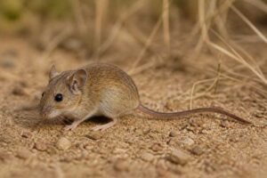 Image of a Plains Harvest Mouse in its natural habitat