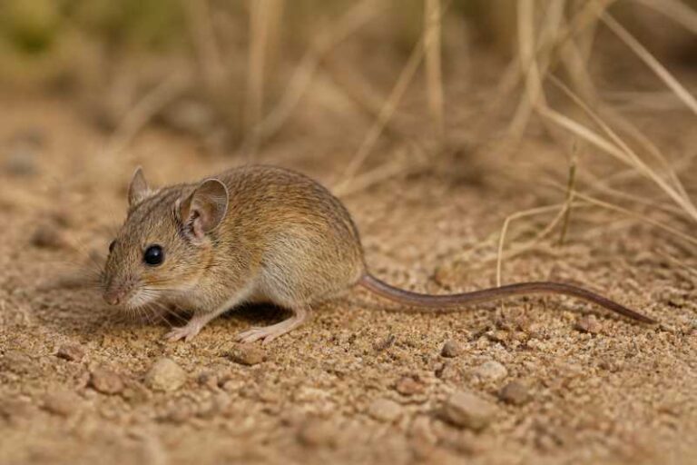 Image of a Plains Harvest Mouse in its natural habitat