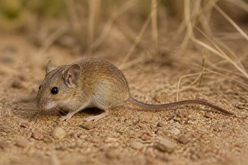 Image of a Plains Harvest Mouse in its natural habitat