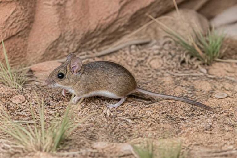 Image of a Plateau Deermouse in its natural habitat