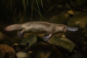 Image of a Platypus in its natural habitat