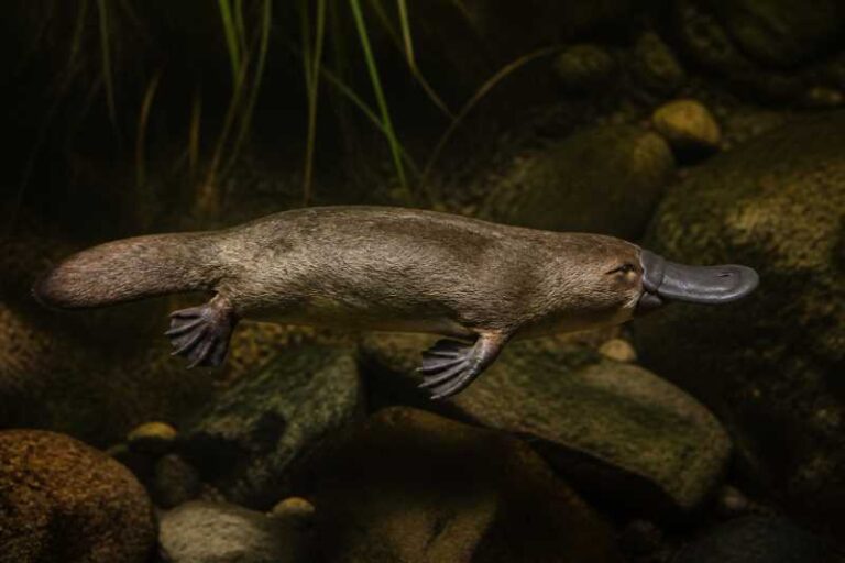 Image of a Platypus in its natural habitat
