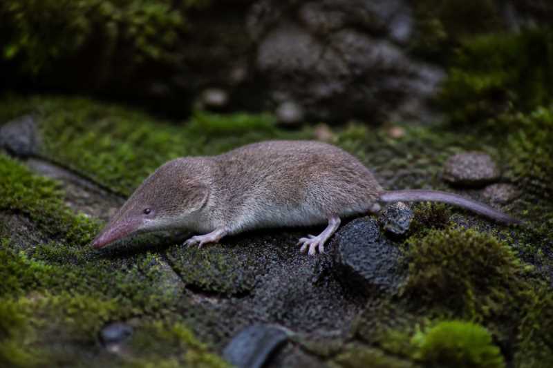 Image of a Portenko's Shrew in its natural habitat