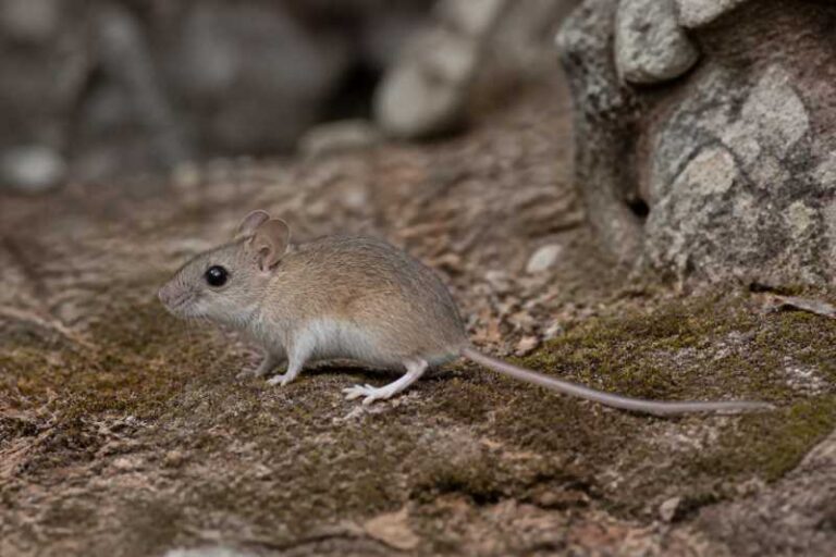 Image of a Puebla Deermouse in its natural habitat