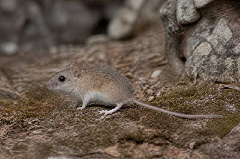 Image of a Puebla Deermouse in its natural habitat