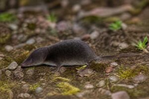 Image of a Puebla Least Shrew in its natural habitat