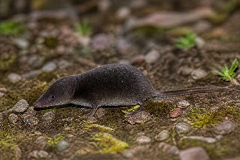 Image of a Puebla Least Shrew in its natural habitat
