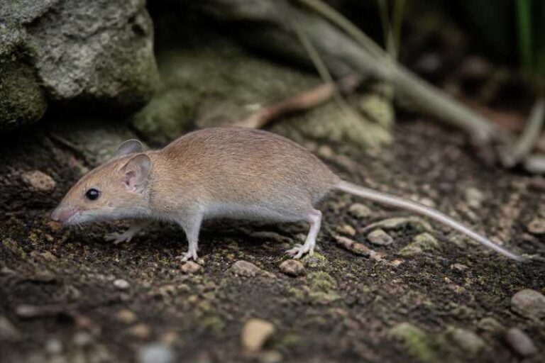 Image of a Puerto Rican Nesophontes in its natural habitat
