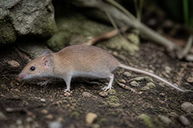 Image of a Puerto Rican Nesophontes in its natural habitat