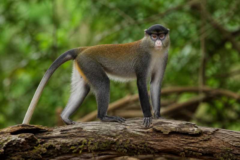 Image of a Putty-nosed Monkey in its natural habitat