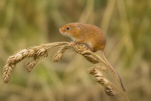 Image of a Pygmy Harvest Mouse in its natural habitat