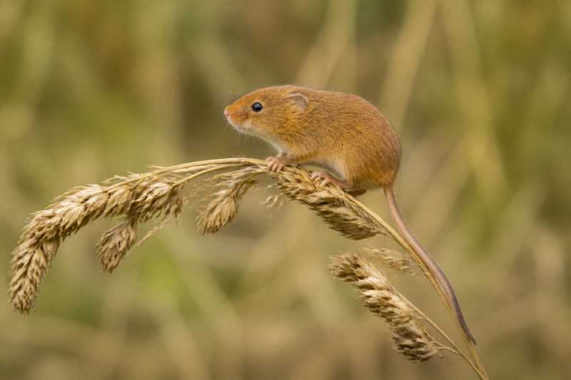 Image of a Pygmy Harvest Mouse in its natural habitat