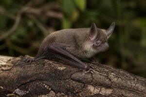 Image of a Pygmy Long-eared Bat in its natural habitat