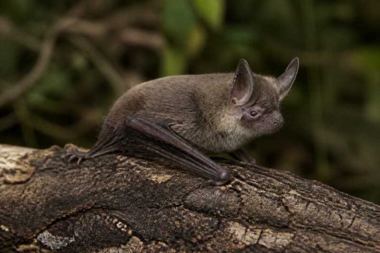Image of a Pygmy Long-eared Bat in its natural habitat