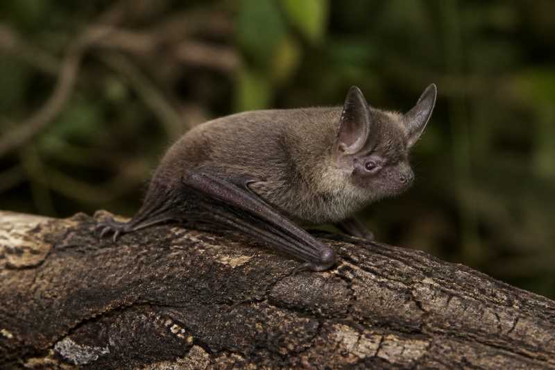 Image of a Pygmy Long-eared Bat in its natural habitat