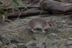 Image of a Pygmy Short-tailed Opossum in its natural habitat