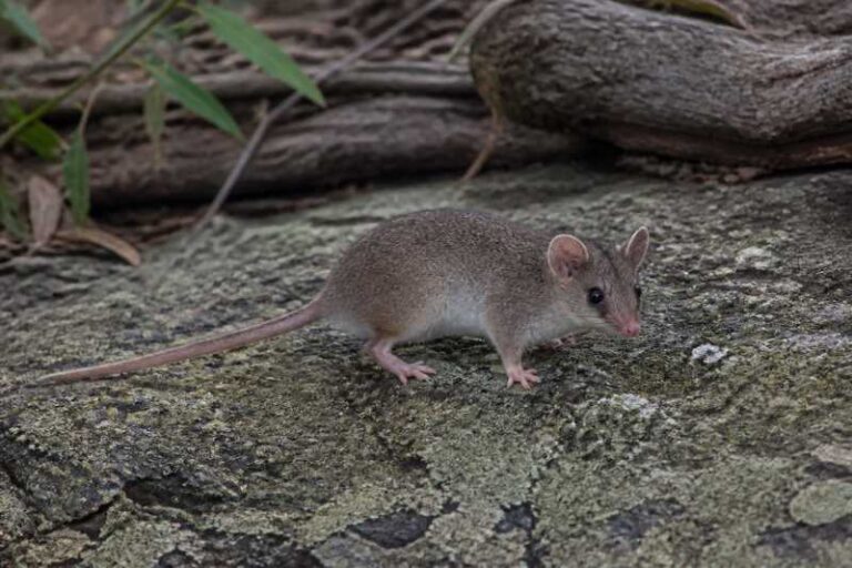 Image of a Pygmy Short-tailed Opossum in its natural habitat