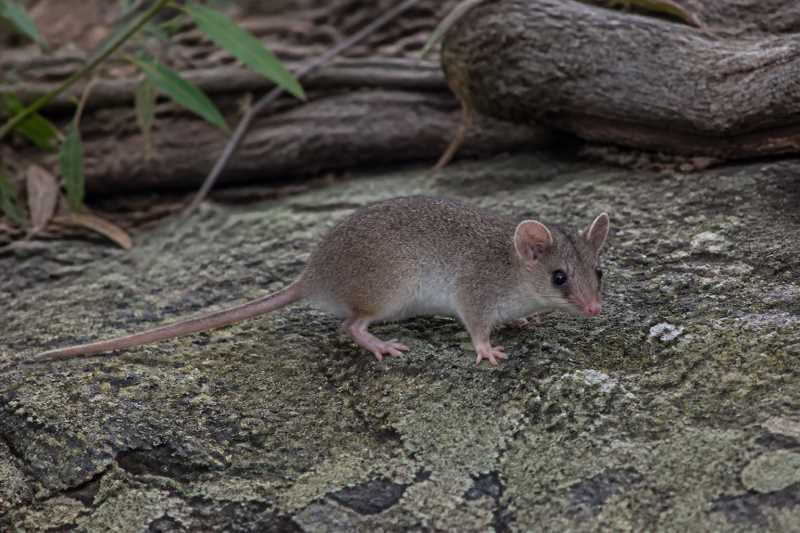 Image of a Pygmy Short-tailed Opossum in its natural habitat