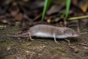 Image of a Pygmy Shrew Tenrec in its natural habitat