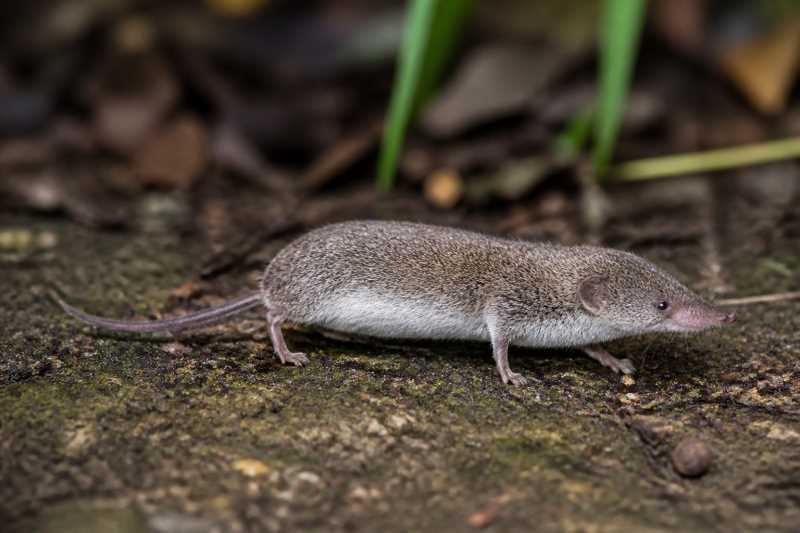Image of a Pygmy Shrew Tenrec in its natural habitat
