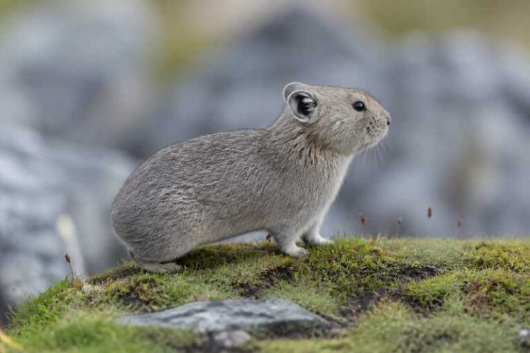 Image of a Qionglai Pika in its natural habitat