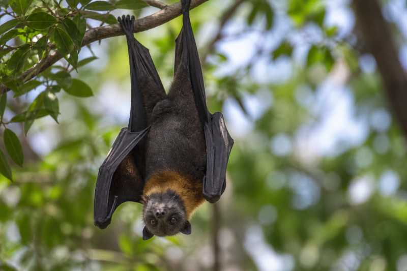 Image of a Queensland Tube-nosed Fruit Bat in its natural habitat