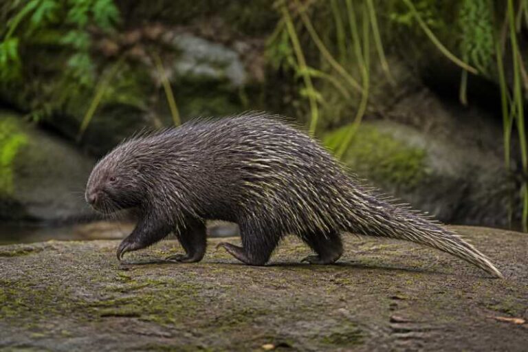 Image of a Quichua Porcupine in its natural habitat