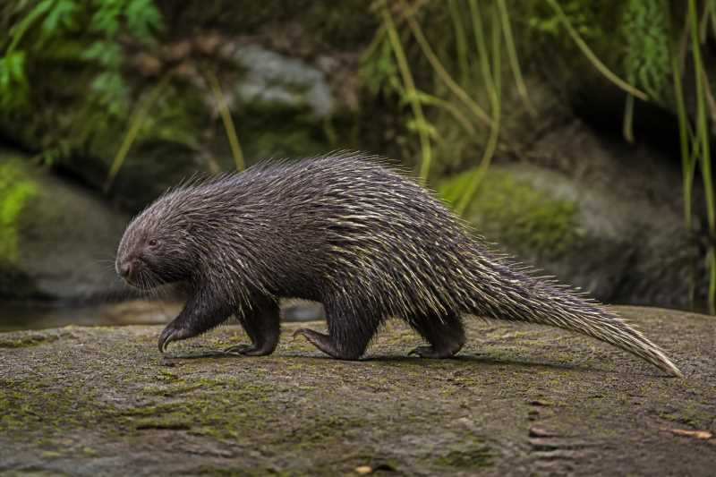 Image of a Quichua Porcupine in its natural habitat