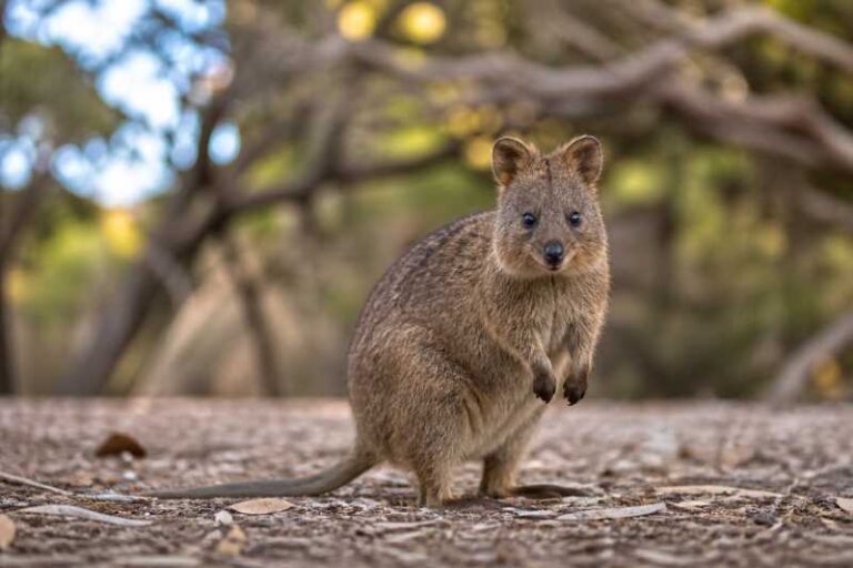 Image of a Quokka in its natural habitat