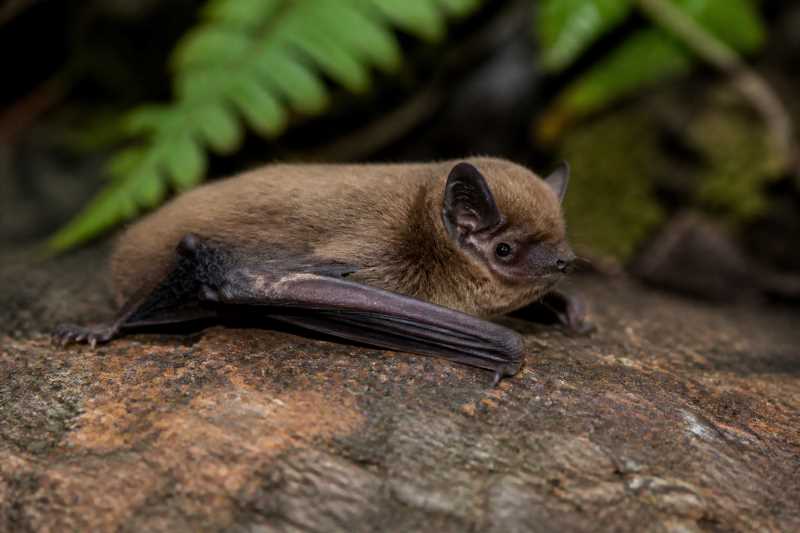 Image of a Racey's Pipistrelle in its natural habitat