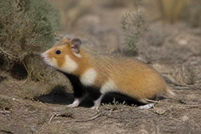 Image of a Radde's Golden Hamster in its natural habitat