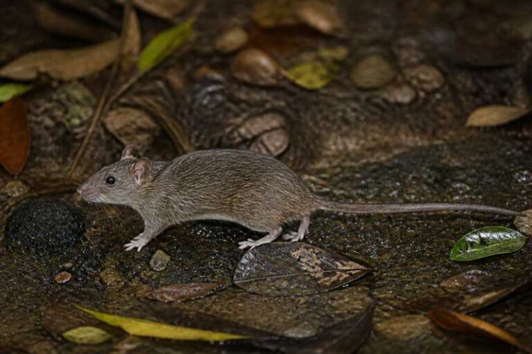 Image of a Radityani's Rat in its natural habitat