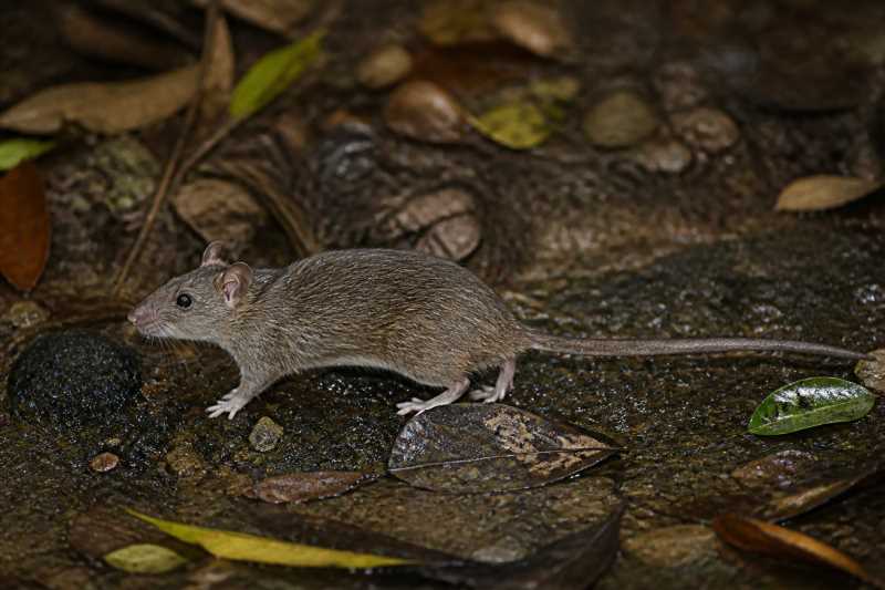 Image of a Radityani's Rat in its natural habitat