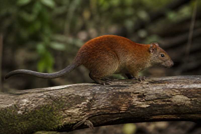 Image of a Red Crested Tree-rat in its natural habitat