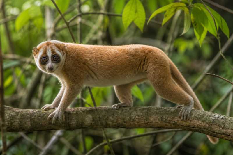 Image of a Red Slender Loris in its natural habitat
