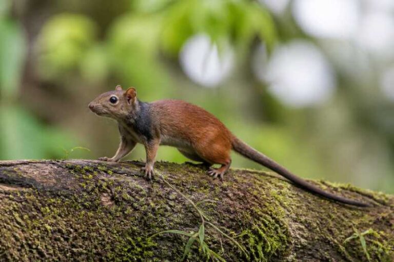 Image of a Red Tree Rat in its natural habitat