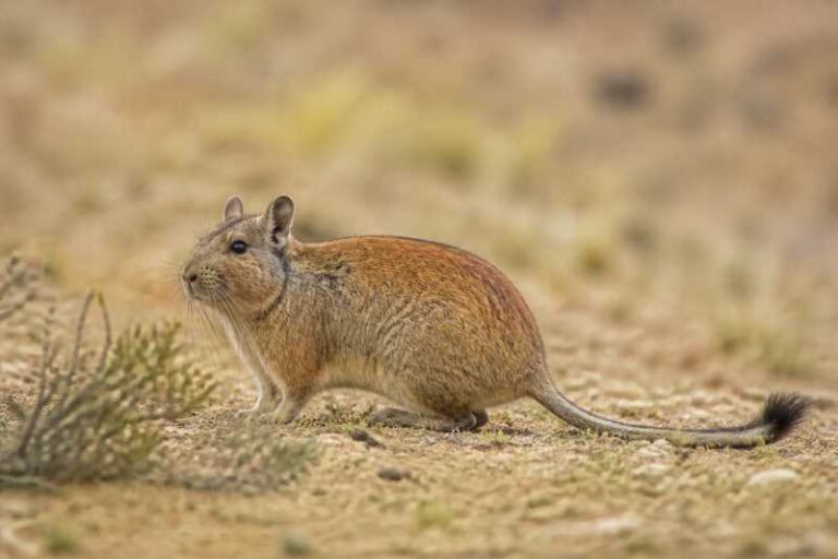 Image of a Red Viscacha Rat in its natural habitat