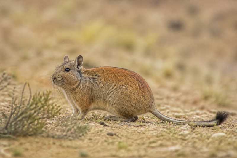 Image of a Red Viscacha Rat in its natural habitat