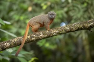 Image of a Red-bellied Titi in its natural habitat