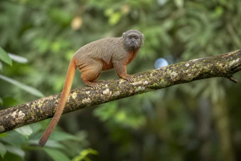 Image of a Red-bellied Titi in its natural habitat