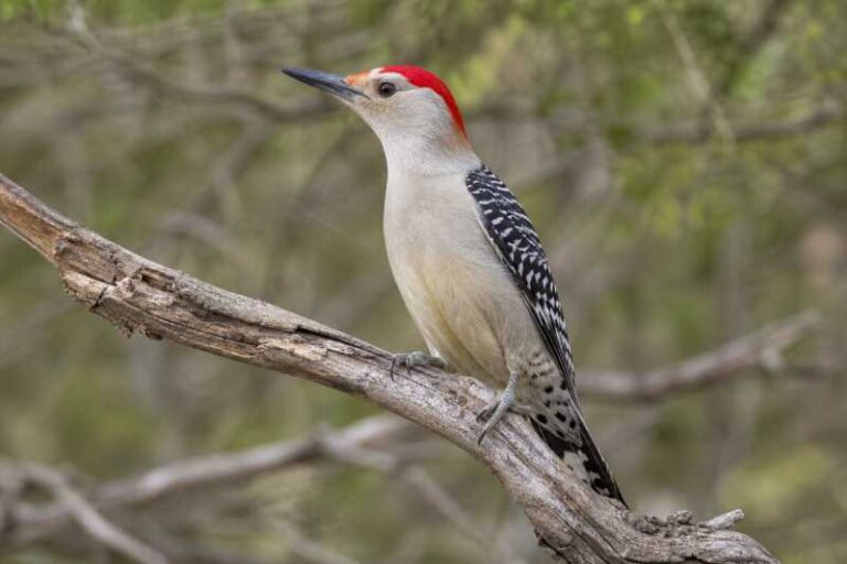 Image of a Red-crowned Woodpecker in its natural habitat