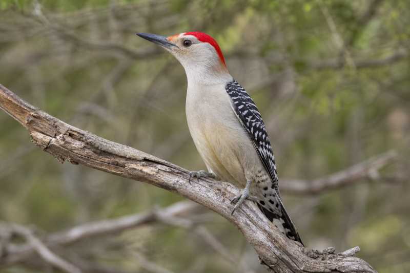 Image of a Red-crowned Woodpecker in its natural habitat