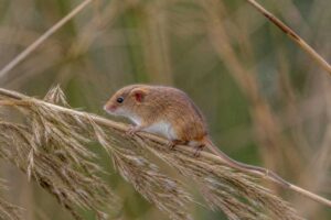 Image of a Red-eared Harvest Mouse in its natural habitat