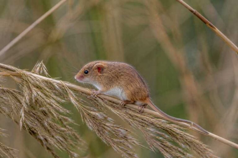 Image of a Red-eared Harvest Mouse in its natural habitat