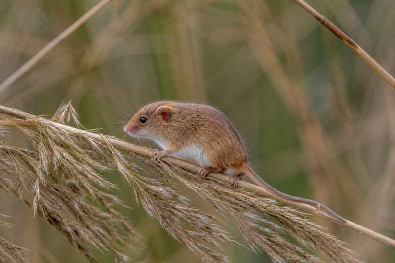 Image of a Red-eared Harvest Mouse in its natural habitat