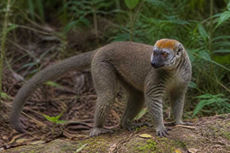 Image of a Red-fronted Brown Lemur in its natural habitat